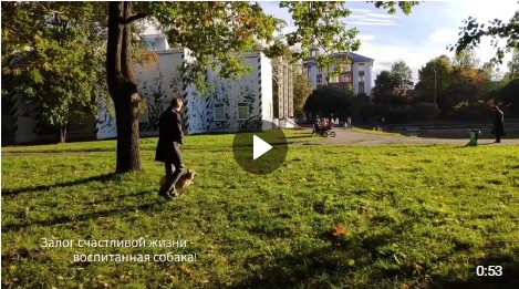 Управление ветеринарии еще раз напоминает владельцам домашних животных о соблюдении правил выгула питомцев в общественных местах..