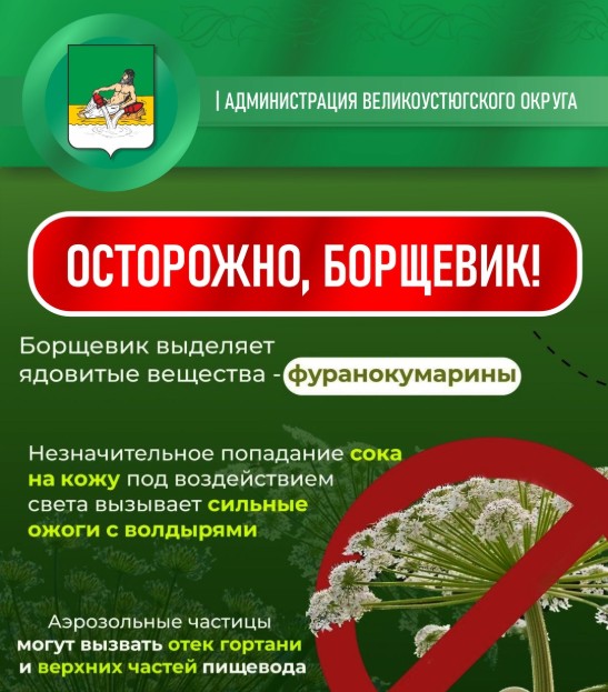 С сегодняшнего дня в Великоустюгском округе приступят к уничтожению борщевика Сосновского.