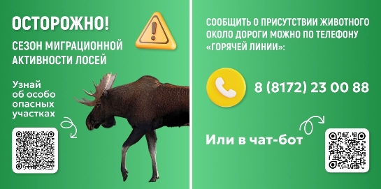 Лоси на дорогах: на Вологодчине начался сезон миграционной активности диких животных.
