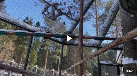 Сразу несколько видов птиц привезли в Зоопарк Деда-Мороза в начале февраля из Московской области.