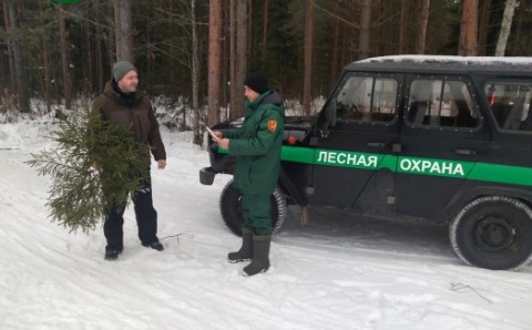 Перед Новым годом на Вологодчине усилили охрану в лесу.