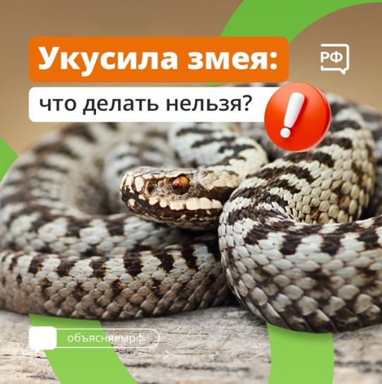 Встреча со змеёй всегда опасна. Хуже, если она успела укусить..