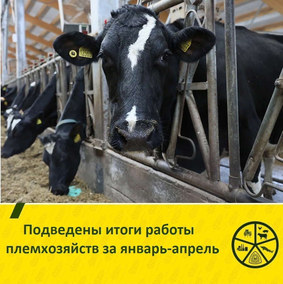 178,1 тысяч тонн молока надоили за 4 месяца в племхозяйствах региона.