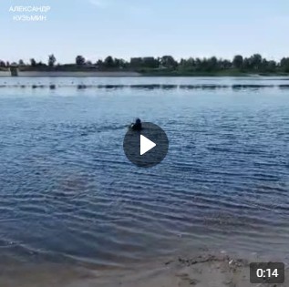 Водолазы сегодня приступили к обследованию дна Сухоны в районе будущего пляжа. Водолазы сегодня приступили к обследованию дна Сухоны в районе будущего пляжа.