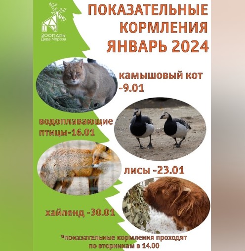 Зоосад в вотчине Деда Мороза делится графиком еженедельных показательных кормлений в январе 2024 года. Зоосад в вотчине Деда Мороза делится графиком еженедельных показательных кормлений в январе 2024 года.