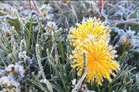 И вновь заморозки. И вновь заморозки.
