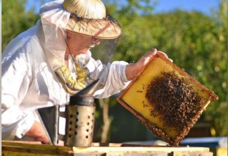 ПАМЯТКА для владельцев пасек, производителей меда и продуктов пчеловодства. ПАМЯТКА для владельцев пасек, производителей меда и продуктов пчеловодства.