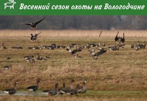 На территории региона установлены сроки охоты в весенний период. На территории региона установлены сроки охоты в весенний период.